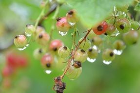 berries of gooseberry in the garden