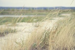 brown grass in the meadow