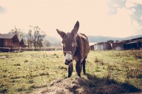 funny pony on the farm