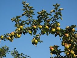 a huge branch of a tree covered with apples