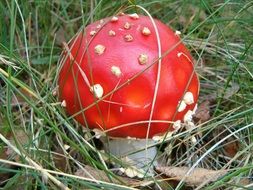 red mushroom nature