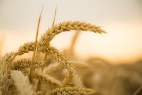 closeup picture of wheat harvest at the sunset