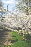 bench beneath flowering tree in park