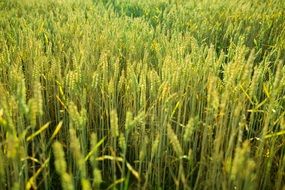 wheat field in countryside