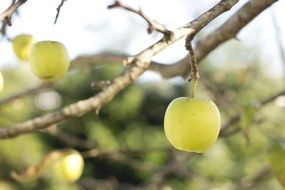 Green and yellow apples on branches at blurred background