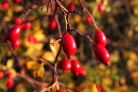 red rosehips on a bush