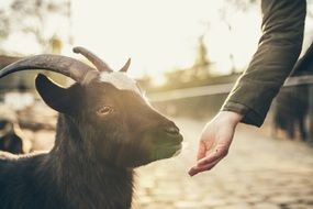 goat feeding from hand