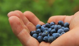 collected tiny sour blueberries in a hand