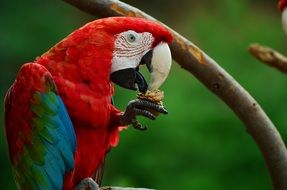 red and blue parrot bird