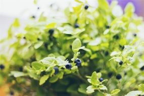Photo of blueberries on a bush
