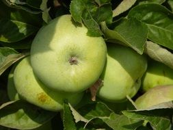 three ripe green apples on a branch with leaves