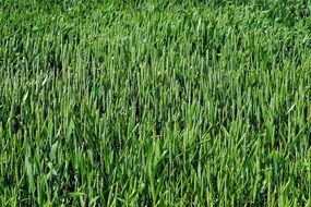 green yuong wheat field