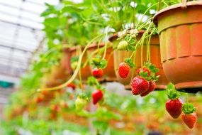 strawberries grow out of pots in a greenhouse