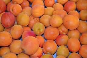 ripe sweet healthy apricots ready for the market