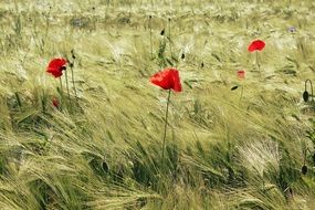 red poppies on a grain field in windy weather