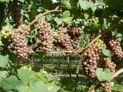 delicious and fresh vineyard grapes