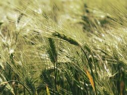 green cornfield field