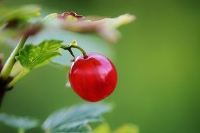 red currant berry on a branch