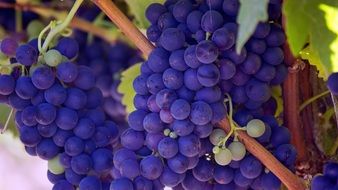 bright purple grapes on branches tangled with green vines