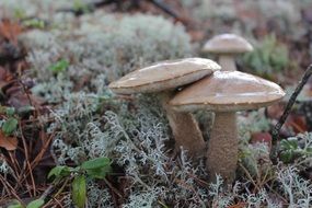three mushrooms on the moss