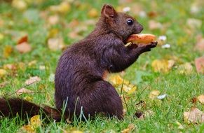 squirrel eating bread