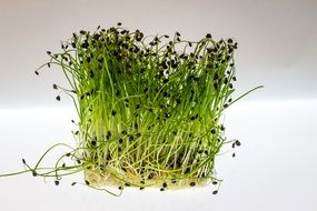 Photo of Fresh watercress