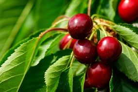 large ripe sweet cherries growing on branches in the garden