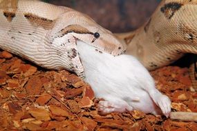 boa eating a mouse