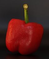 Photo of red paprika