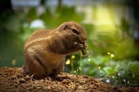 cute little fluffy squirrel eating a nut on the ground in a forest close-up