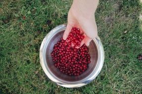cropped and chopped series in the bowl and in a hand