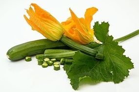 zucchini and its golden blossom