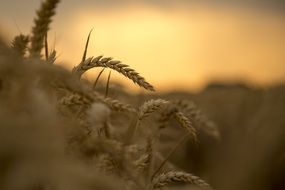 wheat spikelets