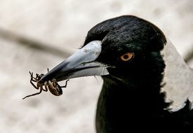 insect in its beak of australian magpie