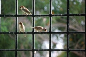 sparrows sitting on a fence