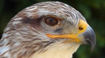 is bird feather