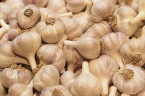 many garlics in a basket ready for sale for ingredients