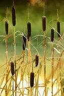 reeds in the pond
