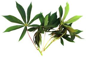 cassava leaves on white background
