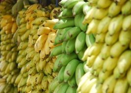 variety of bananas for sale