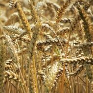 wheat agriculture harvest