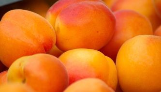 A lot of Orange apricots