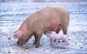 big pig with piglet in the pasture