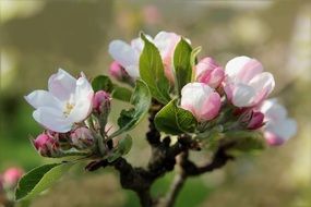 fruit tree blossom close up