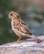 nice bird sparrow