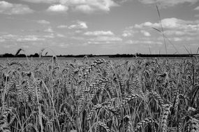 cereals field in black and white