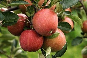 Colorful varietal apples on a tree with leaves