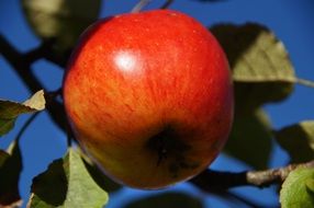 Close up photo of the red apple