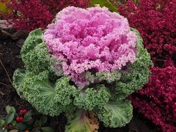 colourful ornamental cabbage leaves kraus