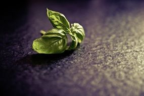 basil spice plant food green herb leaf